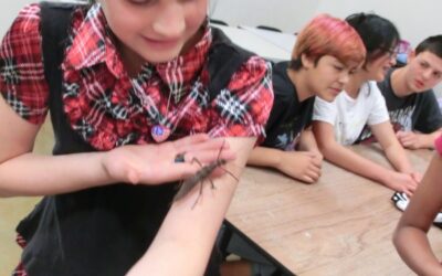 Insect Zoo 2017